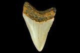 3.35" Fossil Megalodon Tooth - North Carolina - #131589-1